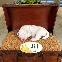 Jill - White female Sheepadoodle puppy in Cleveland, Tennessee from Narrow Path Old English & Sheepadoodles