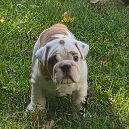 Diego - Red and white male Bulldog puppy in Cheshire, Connecticut from Absolut Bulldogs