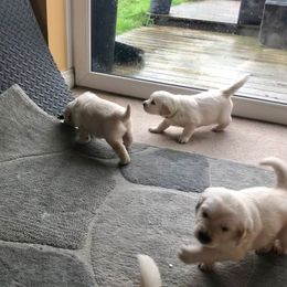 Golden Retriever Puppies from Bent Golden Retrievers