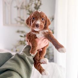 Fig - Red  male Goldendoodle puppy in Greencastle, Indiana from Willow & Co.
