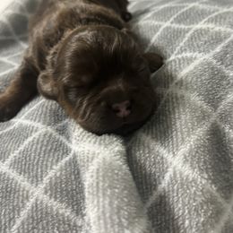 Neville - Sable Shih Tzu puppy in Hendersonville, Tennessee from Peekaboo Farms