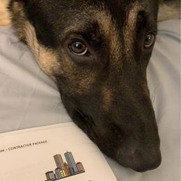 German Shepherd Puppies from Sandy’s Shepherds