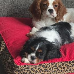 Cavalier King Charles Spaniels and English Toy Spaniels from Debra Dyjak