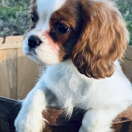 Max - Cavalier King Charles Spaniel puppy from Kate’s Cavaliers