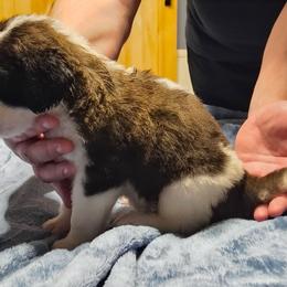 Girl 2 - Brown and white female Saint Bernard puppy in Clover, South Carolina from Sweetest Saints