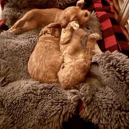Goldendoodle Puppies from Lundee Doodles