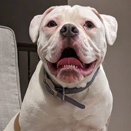 American Bulldogs from Elijah's American Bulldogs LLC