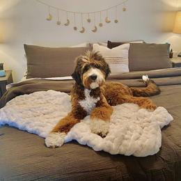 Bernedoodle All Grown Up from Backwoods Bernedoodles