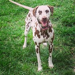 Dalmatians from Southern Spots
