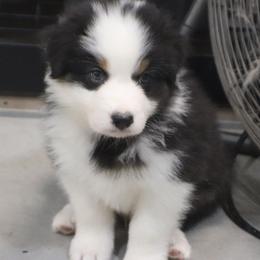 Sawyer - Black tri-color male Australian Shepherd puppy in Bagley, Iowa from Diamond M Aussies