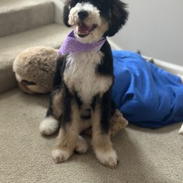 Bernedoodle and Cavapoo All Grown Up from Cavapoo Acres