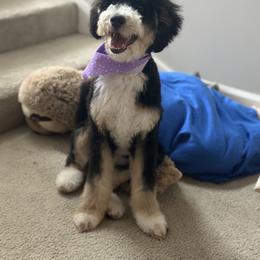 Bernedoodle and Cavapoo All Grown Up from Cavapoo Acres