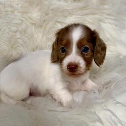 Spot - Piebald male Dachshund puppy in Fredericksburg, Indiana from Blue River Mini Dachshunds
