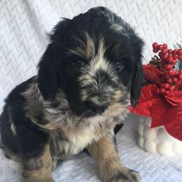 Girl 1 - female Australian Mountain Doodle puppy in Blairstown, Missouri from Shepherd Hill Doodles