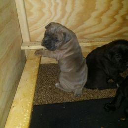 Cane Corso Puppies from Forza Cane Corso