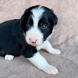 Boy 2 - Black and white male Border Collie puppy in Centerville, Washington from Forthright Farms