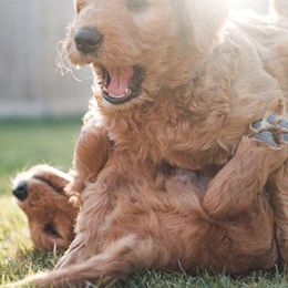 Goldendoodles from Twin Valley Goldendoodles