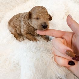 Skibidi - Apricot male Poodle puppy in Chapel Hill, North Carolina from Cyndi’s Poodles