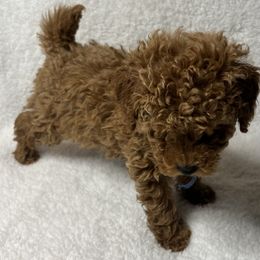 Poodle Puppies from Coasta J’s Toy Poodles