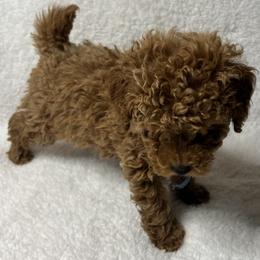 Poodle Puppies from Coasta J’s Toy Poodles