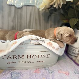 Golden Retriever Puppies from Sunshine Mountain Retrievers