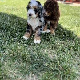 Bernedoodle Puppies from Over the Moon Poodles and Doodles