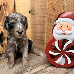 Girl 6 - Black phantom female Aussiedoodle puppy in Lavonia, Georgia from H & A Kennels