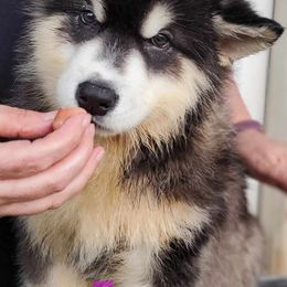 Alaskan Malamute Puppies from Coon Creek Alaskan Malamutes