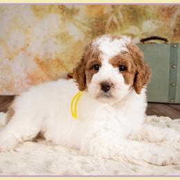 Rose - Parti female Goldendoodle puppy in Connersville, Indiana from Deaz Doodle Ranch