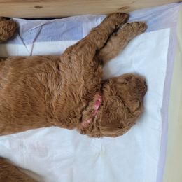 Goldendoodle Puppies from Dream Doodles