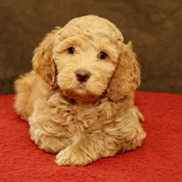 Putzie - Caramel male Australian Labradoodle puppy in Stanwood, Washington from Victoria Creek Australian Labradoodles