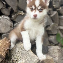 Twister - Chocolate male Pomsky puppy in Staples, Minnesota from Ritzy Puppies