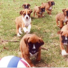 Boxer Puppies from Chippewa Valley Boxers