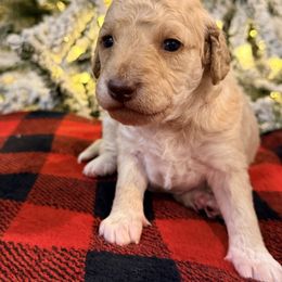 Honey - Apricot female Goldendoodle puppy in Macclenny, Florida from Baker County Goldendoodles