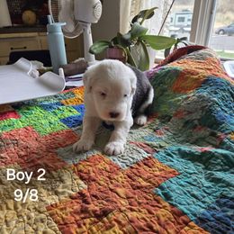 BOY 2 - Gray and white male Old English Sheepdog puppy in Anaconda, Montana from Mt. Haggin OES