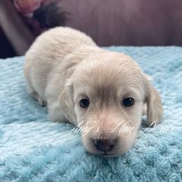 Blush - Cream female Dachshund puppy in Jena, Louisiana from Amy’s Mini Doxies