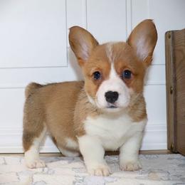 AKC Purple ID Girl - Red female Pembroke Welsh Corgi puppy in Ash Flat, Arkansas from Arkansas Corgis