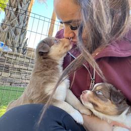 Miniature Australian Shepherd Puppies from B my Sunshines Mini Aussies