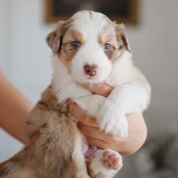 Girl 3 - female Australian Shepherd puppy in Bertram, Texas from Sky to Haven Aussies