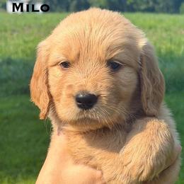 Milo - Golden male Golden Retriever puppy in Greensburg, Pennsylvania from Fields of Gold Retrievers