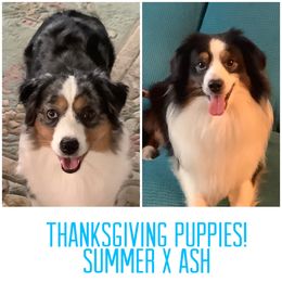 Miniature American Shepherd puppies from Great Companions MAS -Pennsylvania