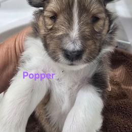 TINY Popper - Sable and white male Shetland Sheepdog puppy in Houston, Texas from LaLa's Lilliputian Lassies