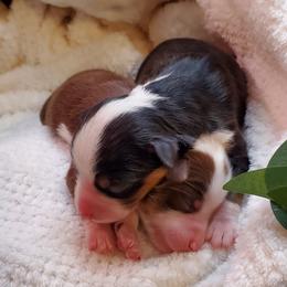 Miniature Australian Shepherd Puppies from Barnyard Mini Aussies