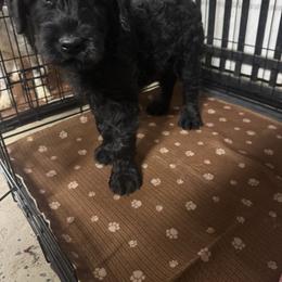 Yellow Male - Black male Giant Schnauzer puppy in Pearland, Texas from K & S Schnauzers