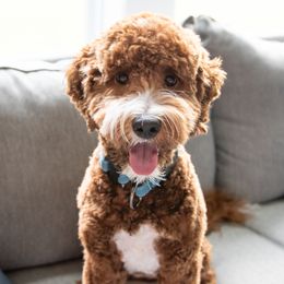 Phoebe Joy - Australian Labradoodle