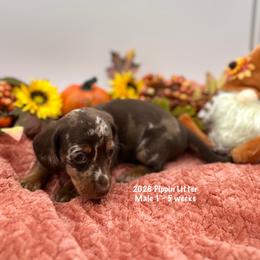 Male 1 - Dapple male Dachshund puppy in Huggins, Missouri from RJ's Miniature Dachshunds