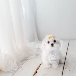 Puppy 3 - White Maltese puppy in Haslet In Dfw, Texas from Maltese Puppies in Texas