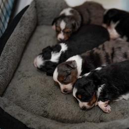 Toy Australian Shepherd puppies from Itty Bitty Aussies