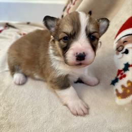 Red Collar Boy Frost - Red male Pembroke Welsh Corgi puppy in Paris, Kentucky from Flat Run Corgis