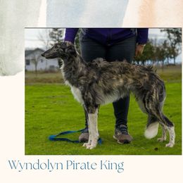 Pirate - Silken Windhound